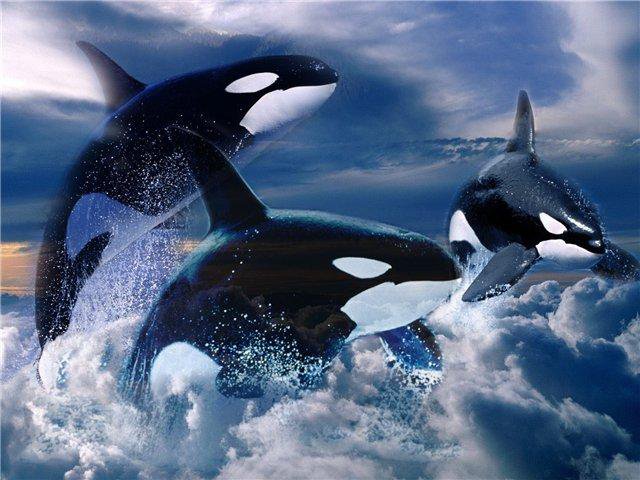 Серия "Дельфины" - пейзаж, касатки, дельфины, море, животные - оригинал