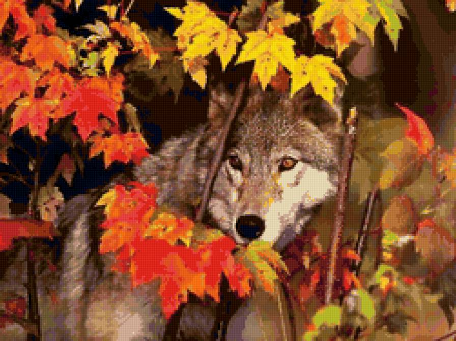 волк в осеннем лесу - животные, волк - предпросмотр