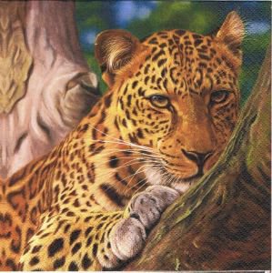 Леопард - леопард, природа, хищник, леопарды, дикие кошки, звери - оригинал