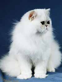 Дашка - белая, кошка персидская - оригинал