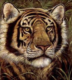 Серьёзный тигр) - животные, тигр - оригинал
