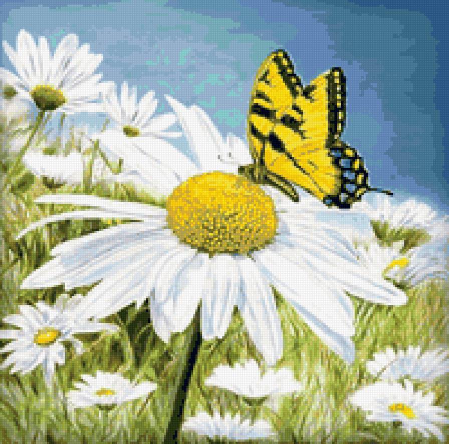 Ромашка и бабочка - цветы, ромашка, ромашки, бабочка, флора, цветы и бабочки - предпросмотр