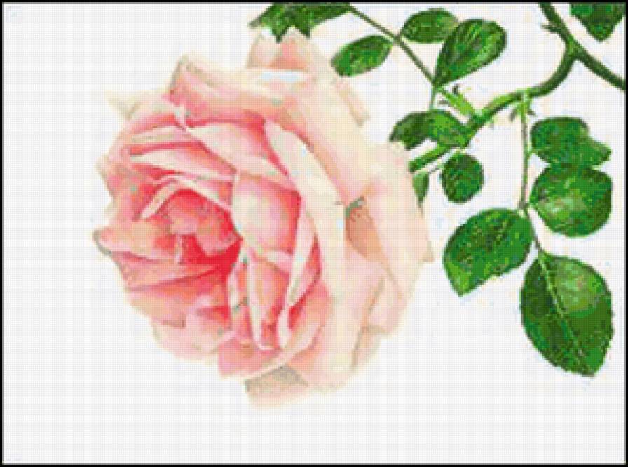 Очень нежная розочка) - цветы, розовая роза, роза, flowers, цветок - предпросмотр