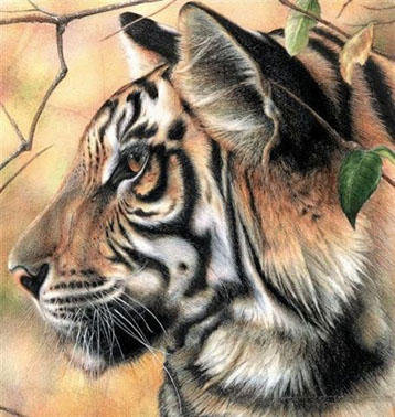 Тигр - животные - оригинал
