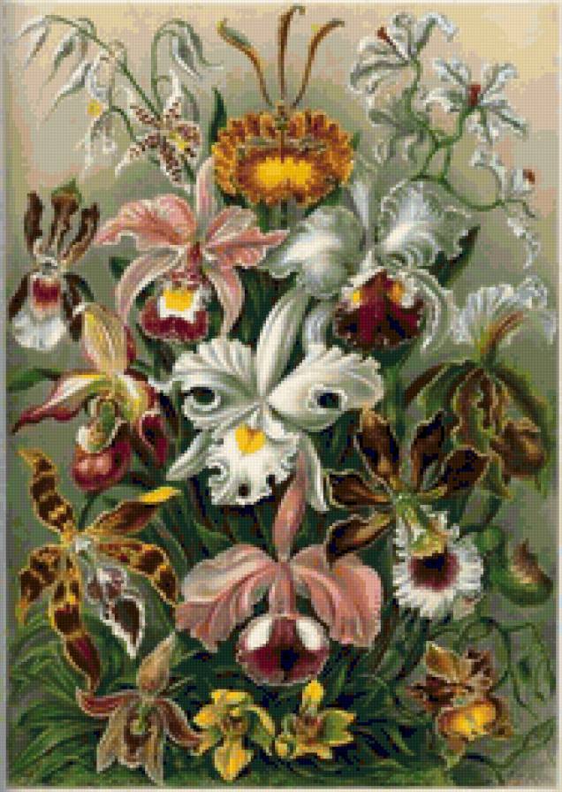 Орхидеи - цветы - предпросмотр