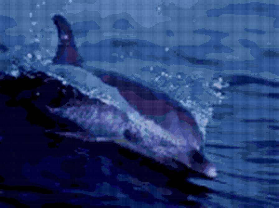 дельфин - море, дельфин - предпросмотр