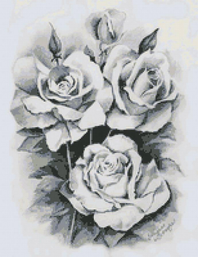 розы графика - розы, цветы - предпросмотр