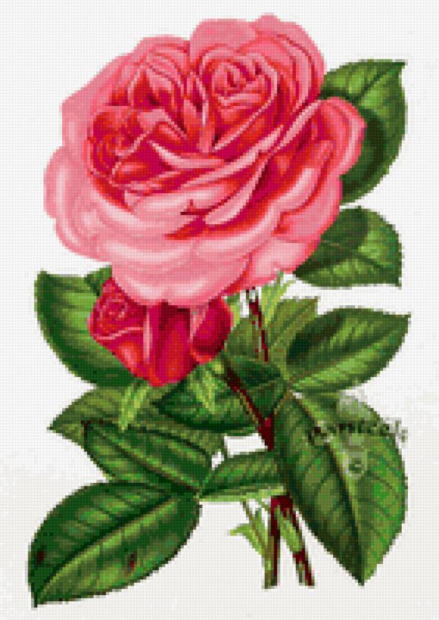 Роза - розы, флора, душистые розы, розочки, цветок, роза, цветы - предпросмотр
