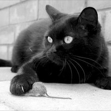 Оригинал схемы вышивки «черный кот» (№14034)