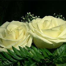 Оригинал схемы вышивки «роза» (№14179)