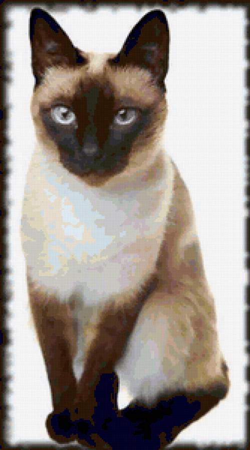 сиамский кот - животные - предпросмотр