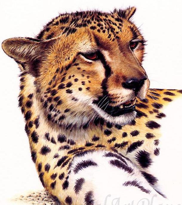 Дикие хищные кошки - гепард, животные, дикие хищные кошки - оригинал