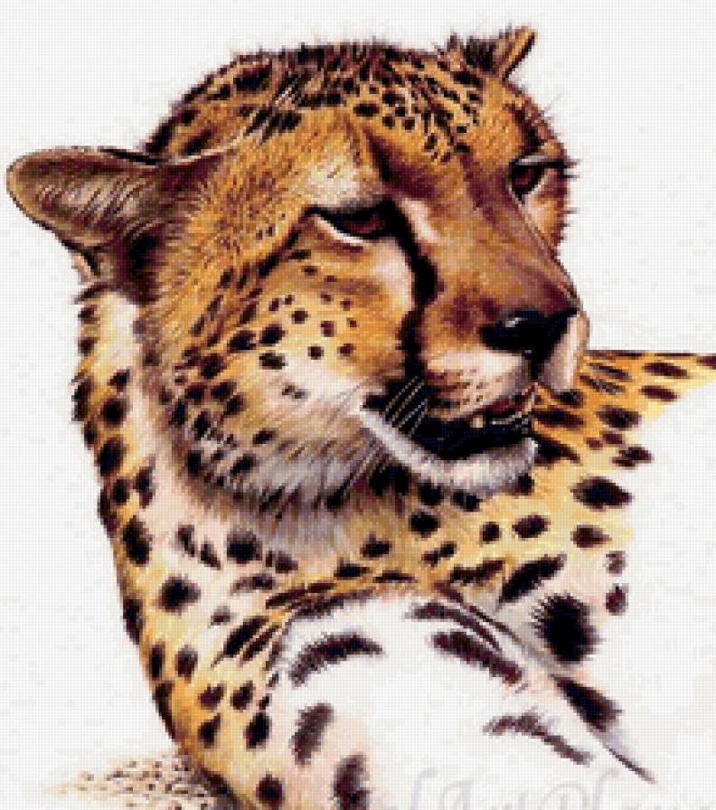 Дикие хищные кошки - гепард, животные, дикие хищные кошки - предпросмотр