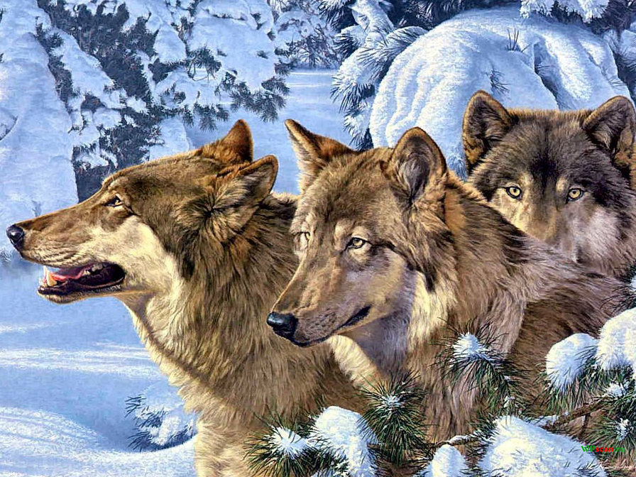 Волки - волки, пейзаж, живопись, животные - оригинал