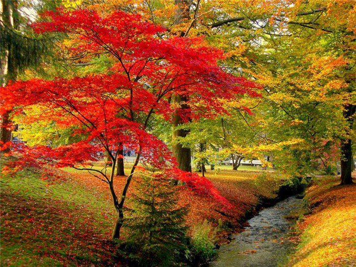 красно-желтый сон - лес, листопад, пейзаж, осень, аллея - оригинал
