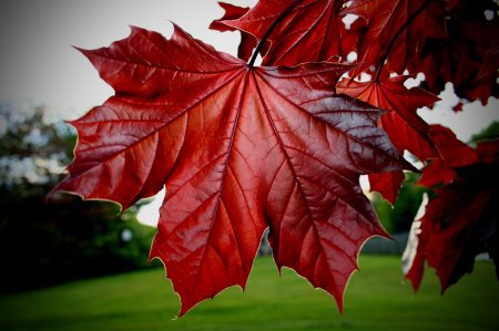 Красный лист - осень - оригинал