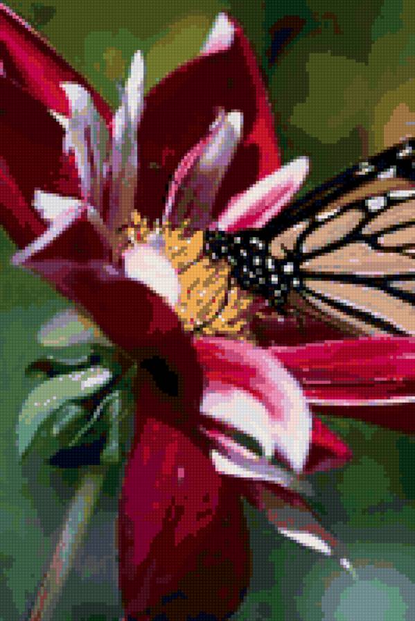 бабочка - цветы, бабочки, природа - предпросмотр