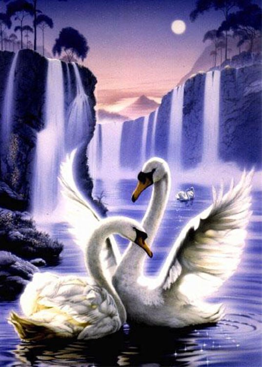 Белые лебеди - птицы - оригинал