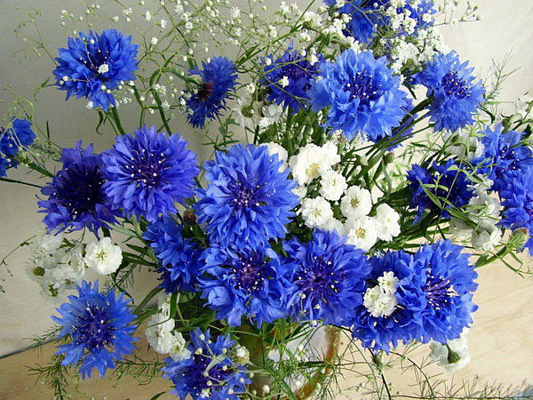 Васильковый букет - цветы, василек, букет, васильки, цветок - оригинал