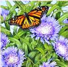 Цветы и бабочки - бабочка, лето, астры, цветок, цветы и бабочки, природа - оригинал
