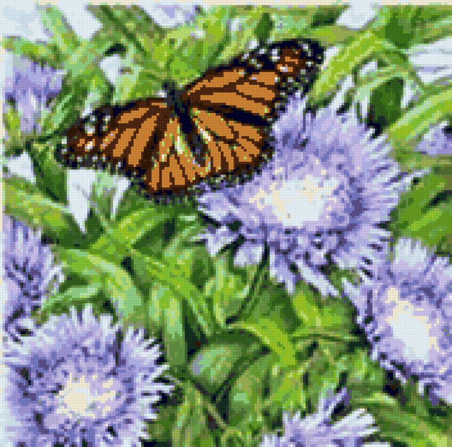 Цветы и бабочки - цветок, лето, природа, бабочка, астры, цветы и бабочки - предпросмотр
