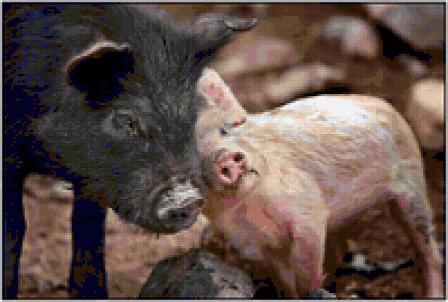 свинячьи нежности - животные - предпросмотр