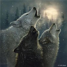 3 волка