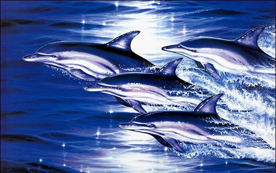Дельфины - дельфина, море, животные, рыбы, природа - оригинал