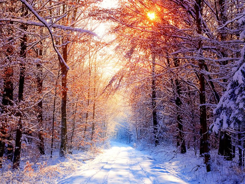Зимний лес - зима, картина, лес - оригинал