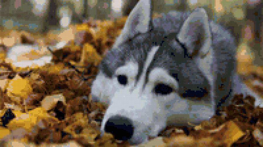 Хаски - собака, осень, хаски - предпросмотр
