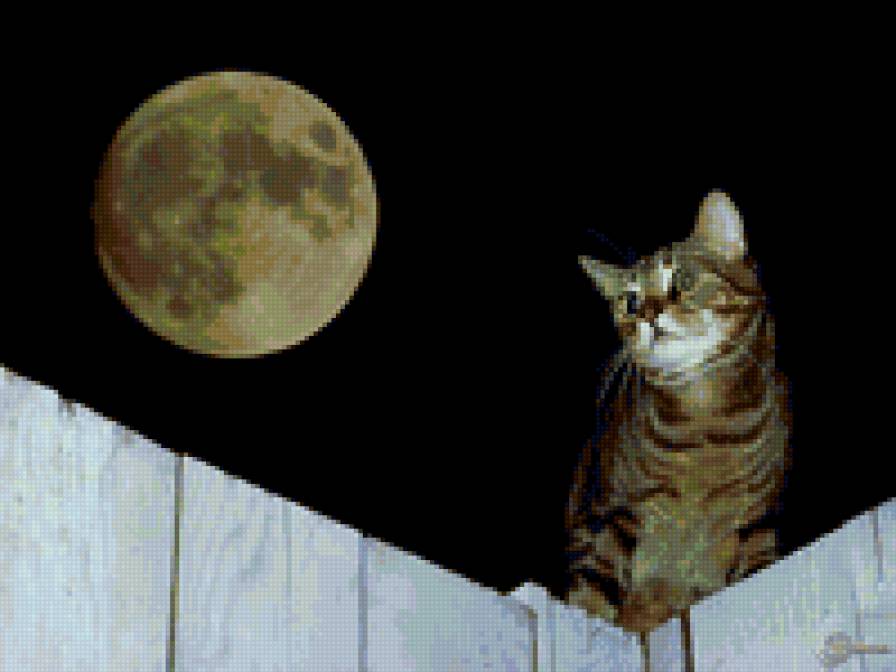 луна и кот - котята, луна, коты, ночь - предпросмотр