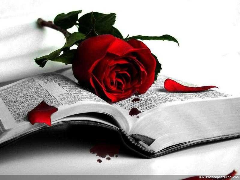 красная роза - цветы, роза, книга - оригинал