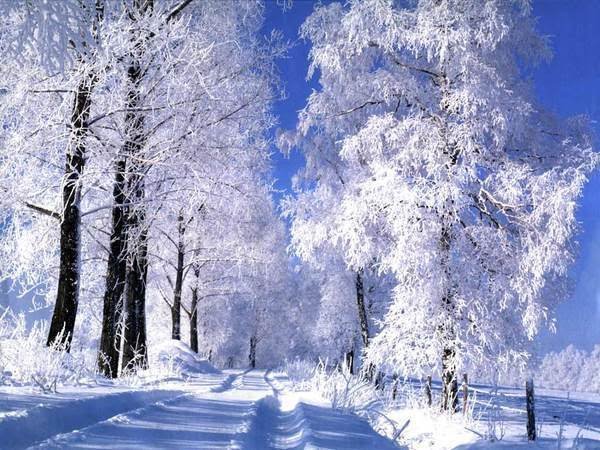 зима - снег, деревья, лес, природа, зима - оригинал