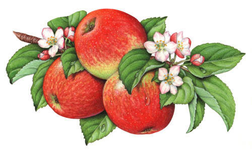 Яркие красивые яблочки) - для кухни, яблочки, фруктовая картина, фрукты - оригинал
