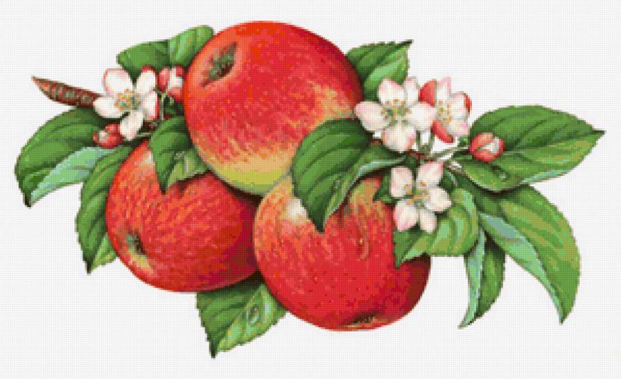 Яркие красивые яблочки) - яблочки, фруктовая картина, для кухни, фрукты - предпросмотр