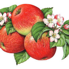 Оригинал схемы вышивки «Яркие красивые яблочки)» (№17201)