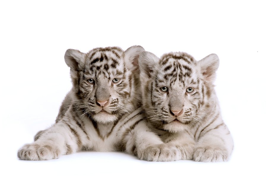 Два тигрёнка - тигры - оригинал