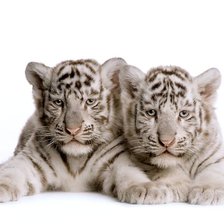 Два тигрёнка