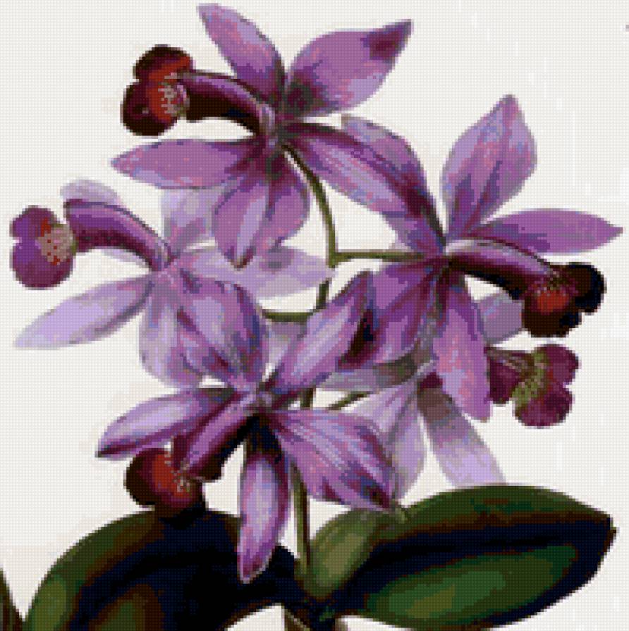 Орхидеи - орхидея, узоры, цветы, тропические цветы, орхидеи, панно - предпросмотр