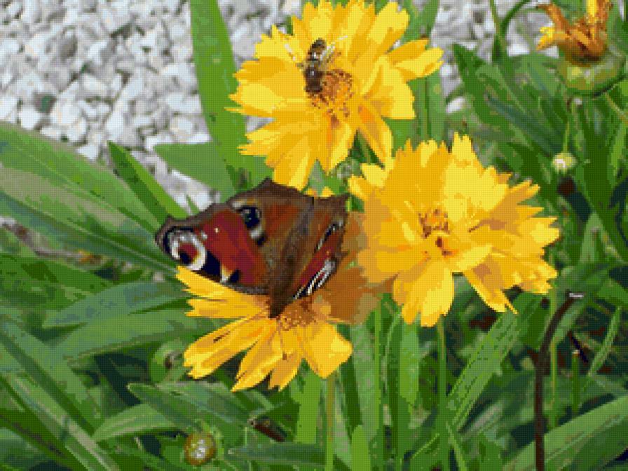 Бабочка и пчела - пчела, цветы, бабочка - предпросмотр