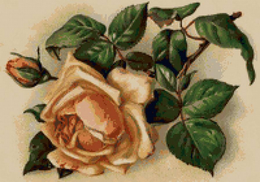 №17986 - роза, цветы - предпросмотр
