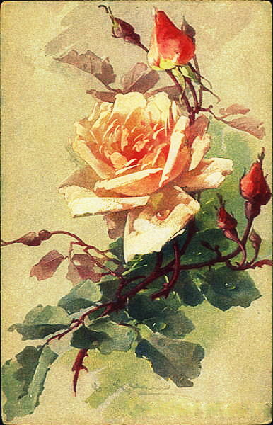 №17990 - цветы, роза - оригинал