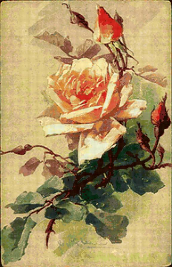 №17990 - цветы, роза - предпросмотр