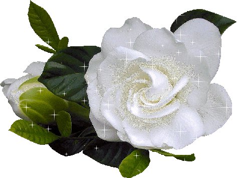 белая роза - цветы - оригинал