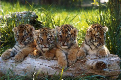 тигрята - животные, тигр, тиргята - оригинал