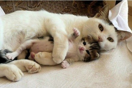 Материнская любовь - любовь, котята, кошки - оригинал