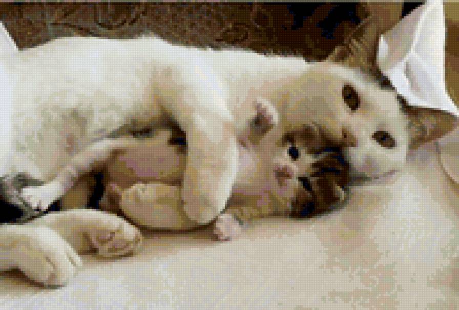 Материнская любовь - кошки, котята, любовь - предпросмотр