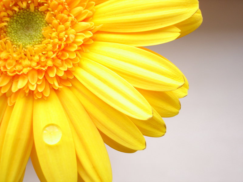 Желтая гербера - цветок, желтая гербера - оригинал