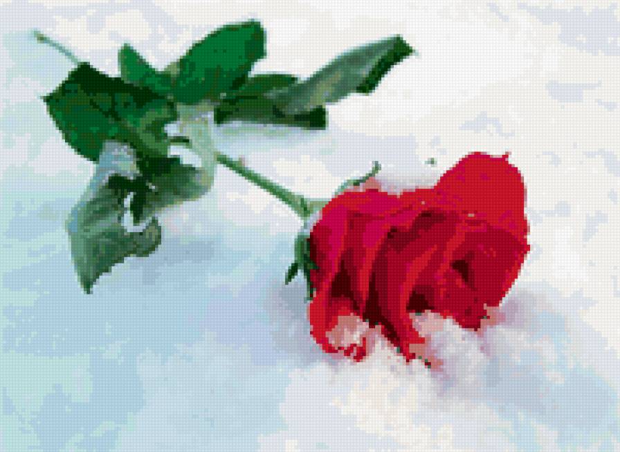 Роза на снегу - красный цветок, снег, роза - предпросмотр