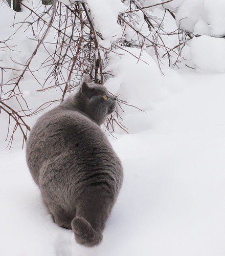 Кот на снегу - кот, снег - оригинал